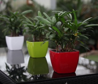 Mini Dumpy Square Self Watering Pots HG-3107 | GreenPlanet Kerala