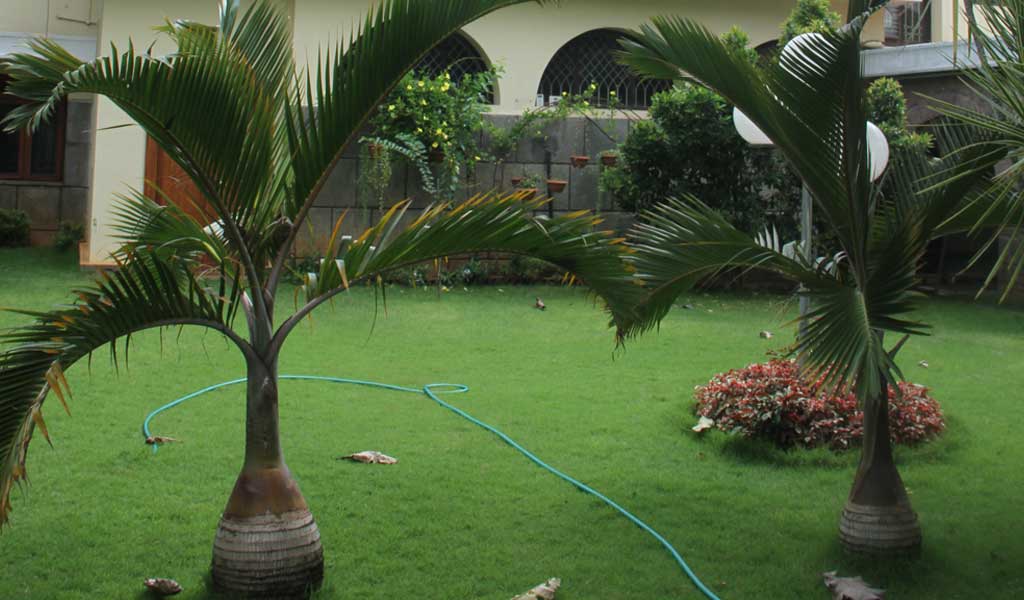 Green Planet Kerala,Landscape Design & Construction Kerala, Water Features & Lighting Kerala, Hardscape Kerala, Indoor Garden Kerala - greenplanetkerala.in
